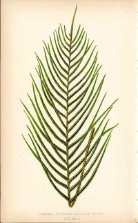 Lowe Antique Colored Fern Print Lomaria capensis - Panteek Antique Prints