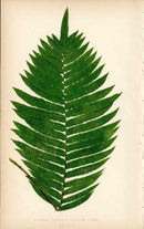 Lowe Antique Colored Fern Print Lomaria capensis - Panteek Antique Prints