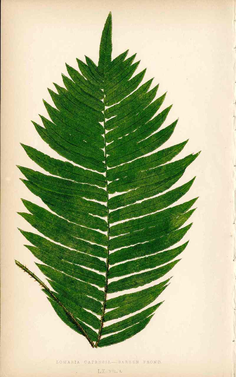 Lowe Antique Colored Fern Print Lomaria capensis