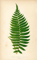 Lowe Antique Colored Fern Print Lomaria procera - Panteek Antique Prints