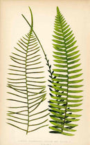 Lowe Antique Colored Fern Print Lomaria punctulata - Panteek Antique Prints