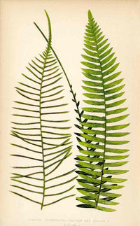 Lowe Antique Colored Fern Print Lomaria punctulata - Panteek Antique Prints