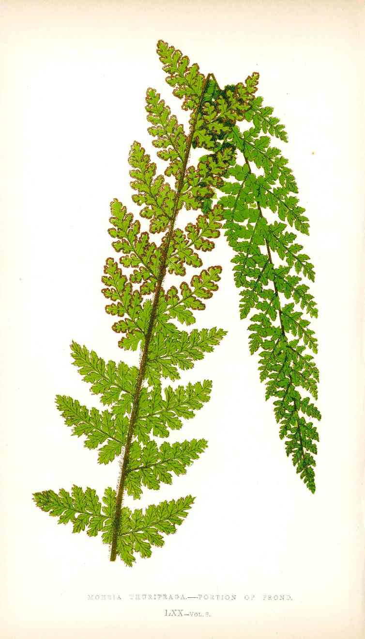Lowe Antique Colored Fern Print Mohria Thurifraga