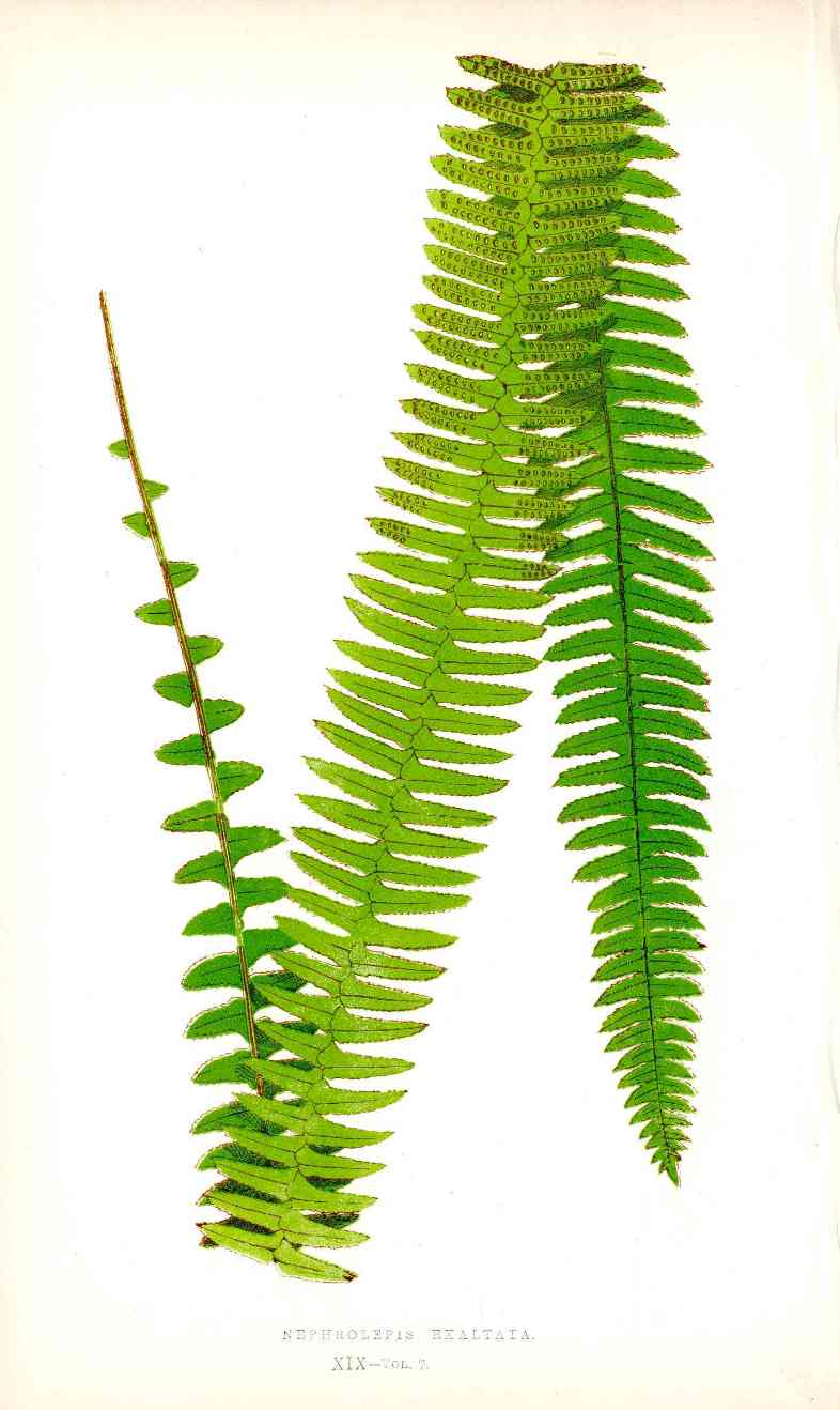 Lowe Antique Colored Fern Print Nephrolepis Exaltata