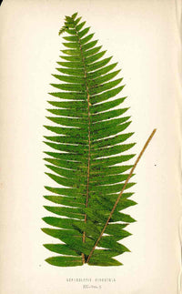 Lowe Antique Colored Fern Print Nephrolepis hirsutula - Panteek Antique Prints