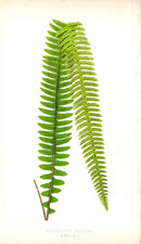 Lowe Antique Colored Fern Print Nephrolepis tuberosa - Panteek Antique Prints