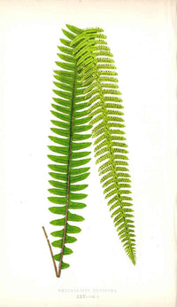 Lowe Antique Colored Fern Print Nephrolepis tuberosa - Panteek Antique Prints