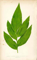 Lowe Antique Colored Fern Print Olfersia cervina - Panteek Antique Prints