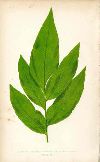 Lowe Antique Colored Fern Print Olfersia cervina - Panteek Antique Prints