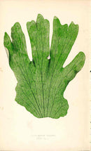 Lowe Antique Colored Fern Print Platycerium grande - Panteek Antique Prints