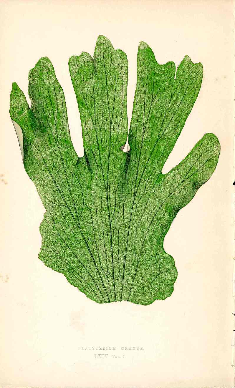 Lowe Antique Colored Fern Print Platycerium grande