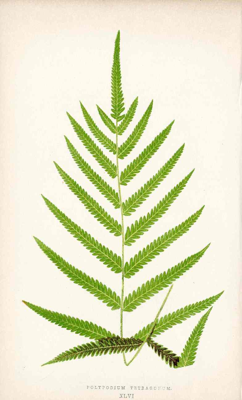 Lowe Antique Colored Fern Print Polypodium