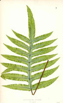 Lowe Antique Colored Fern Print Polypodium aureum - Panteek Antique Prints