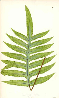 Lowe Antique Colored Fern Print Polypodium aureum - Panteek Antique Prints