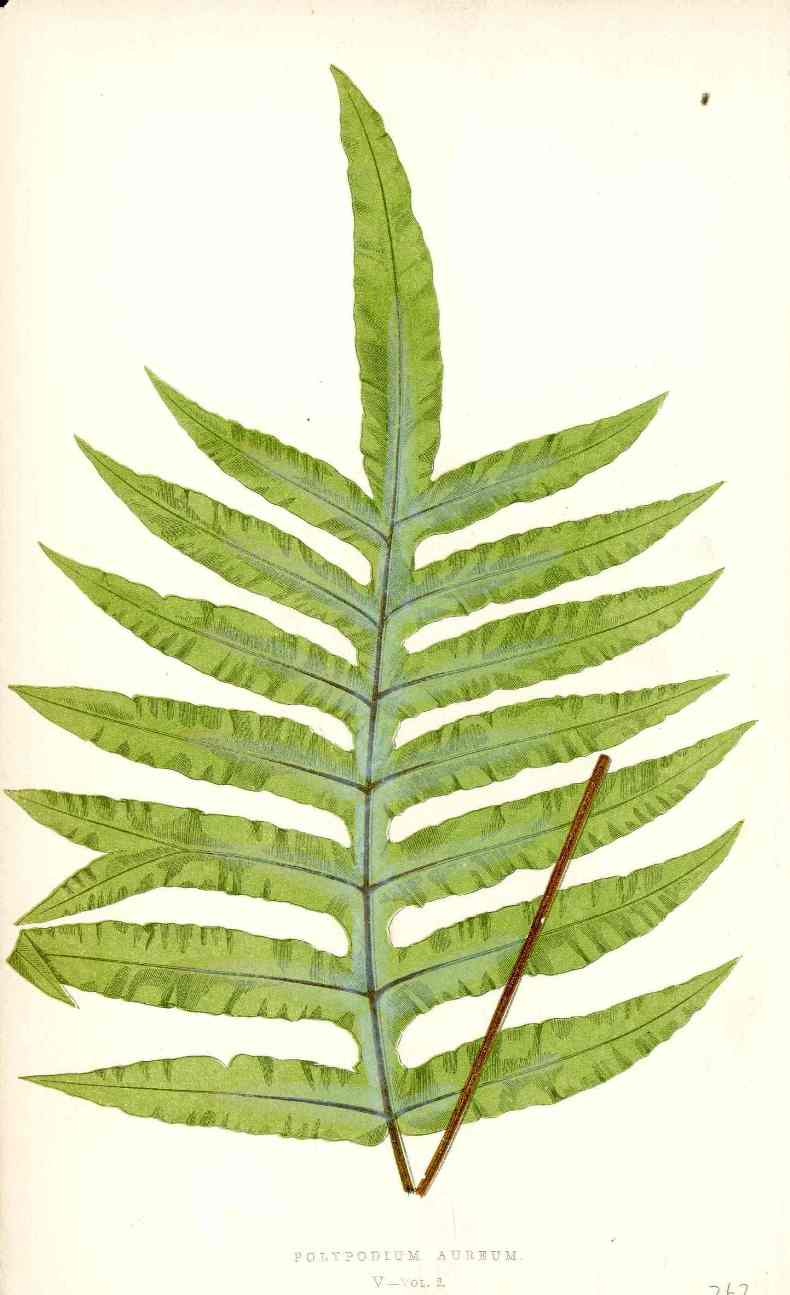 Lowe Antique Colored Fern Print Polypodium aureum