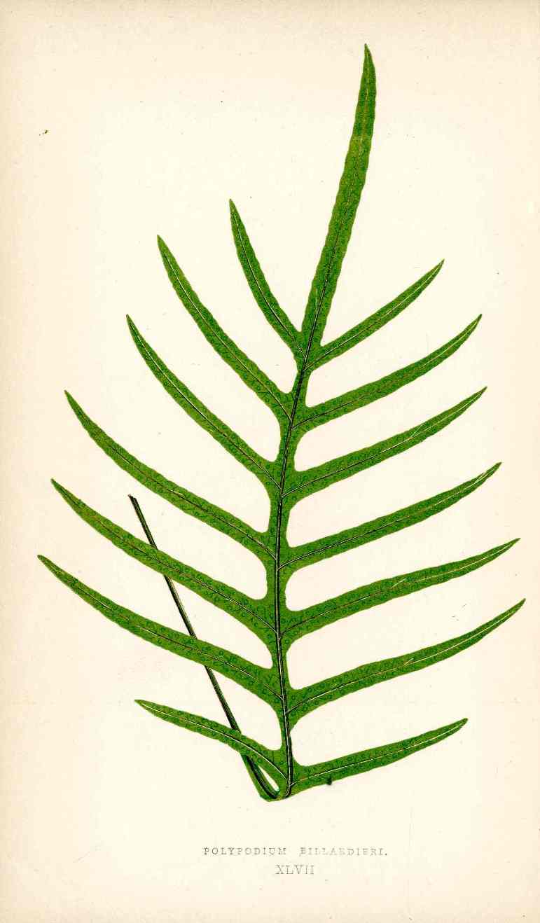Lowe Antique Colored Fern Print Polypodium billardierei