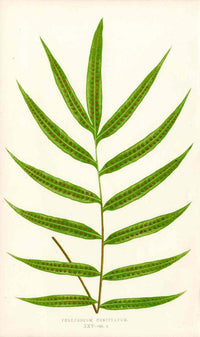 Lowe Antique Colored Fern Print Polypodium cuspidatum - Panteek Antique Prints