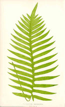 Lowe Antique Colored Fern Print Polypodium decumanum - Panteek Antique Prints