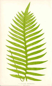 Lowe Antique Colored Fern Print Polypodium decumanum - Panteek Antique Prints