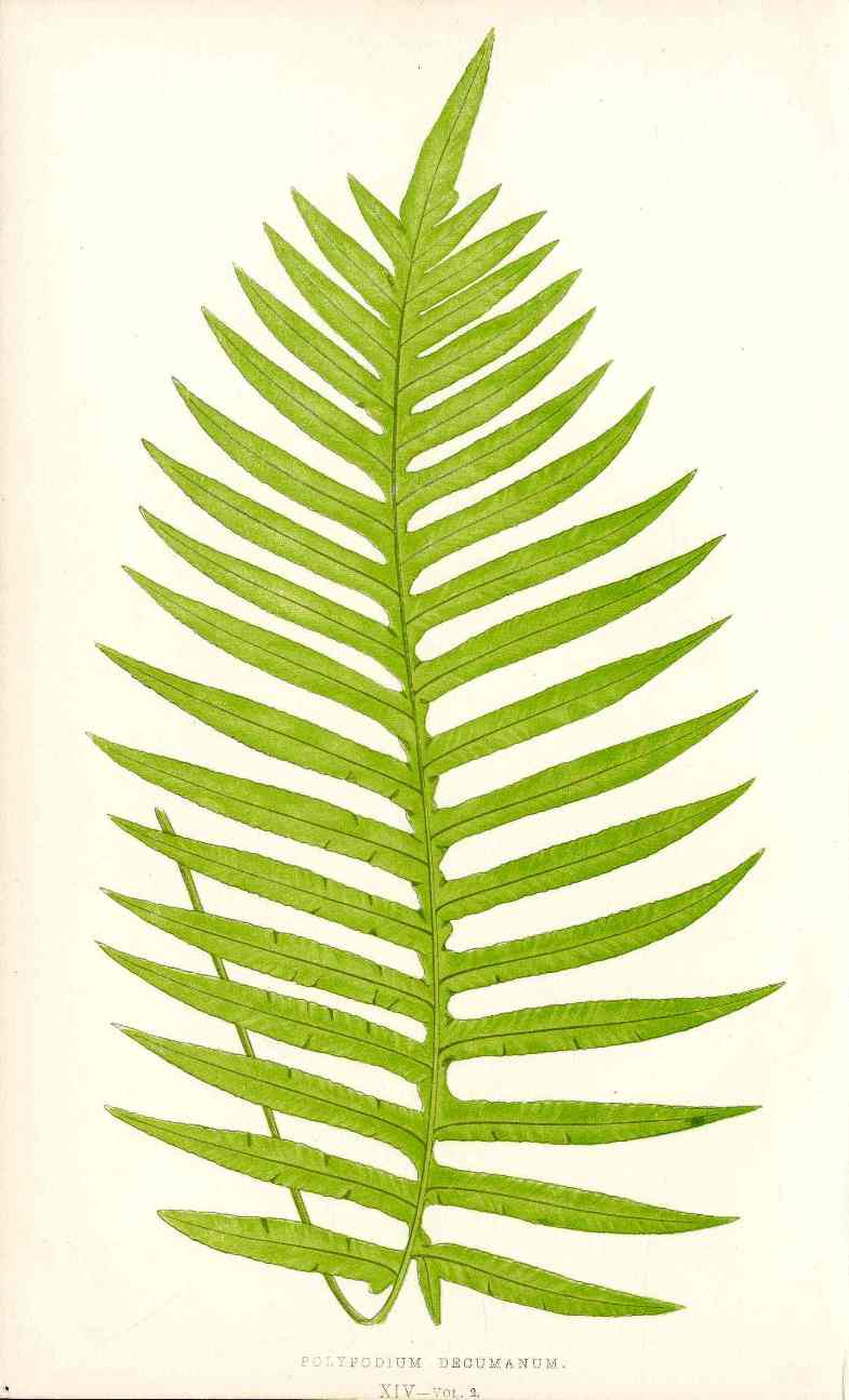 Lowe Antique Colored Fern Print Polypodium decumanum