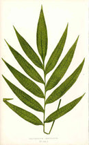 Lowe Antique Colored Fern Print Polypodium decurrens - Panteek Antique Prints
