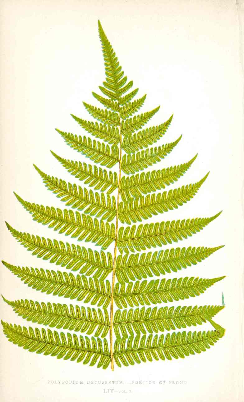 Lowe Antique Colored Fern Print Polypodium decussatum