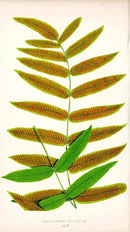 Lowe Antique Colored Fern Print Polypodium Deplexum - Panteek Antique Prints