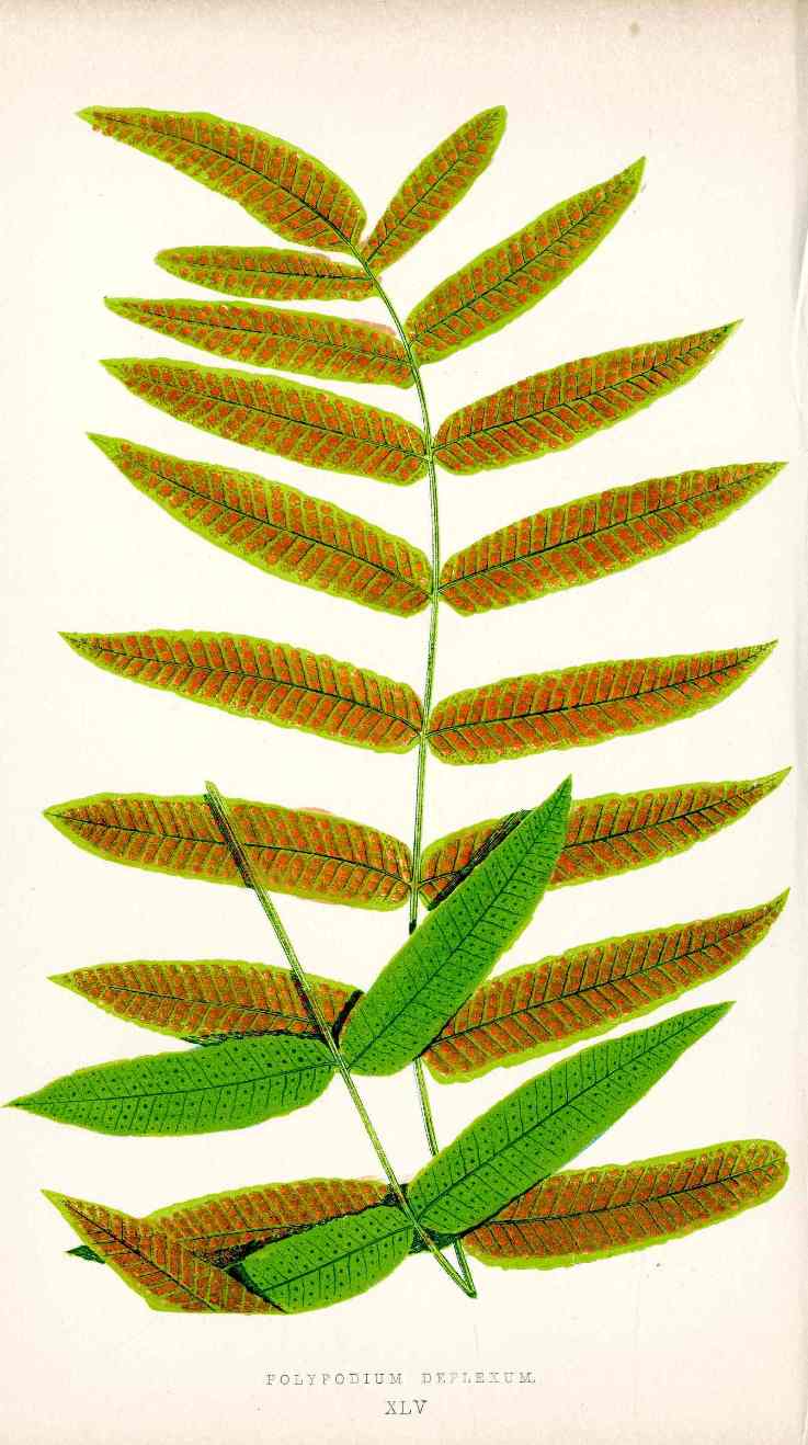 Lowe Antique Colored Fern Print Polypodium Deplexum