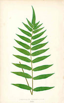 Lowe Antique Colored Fern Print Polypodium frax. - Panteek Antique Prints