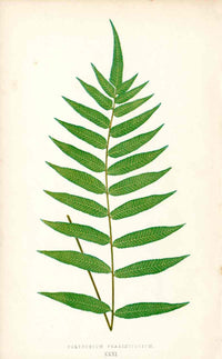 Lowe Antique Colored Fern Print Polypodium frax. - Panteek Antique Prints