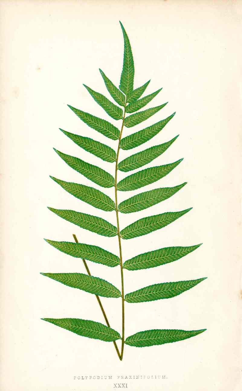 Lowe Antique Colored Fern Print Polypodium frax.
