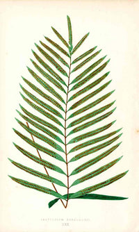 Lowe Antique Colored Fern Print Polypodium henchmannii - Panteek Antique Prints