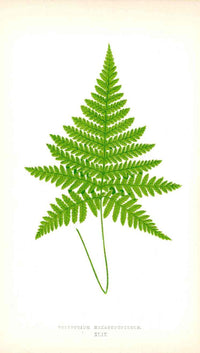 Lowe Antique Colored Fern Print Polypodium Hexagonopterum - Panteek Antique Prints