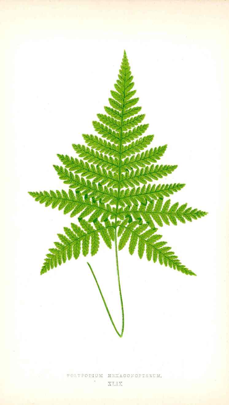 Lowe Antique Colored Fern Print Polypodium Hexagonopterum