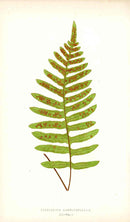 Lowe Antique Colored Fern Print Polypodium Karwinskianum - Panteek Antique Prints