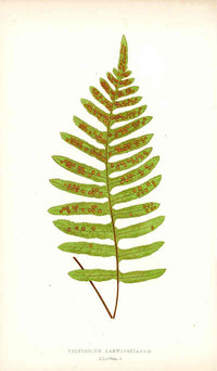 Lowe Antique Colored Fern Print Polypodium Karwinskianum - Panteek Antique Prints