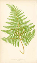 Lowe Antique Colored Fern Print Polypodium lachnopodium - Panteek Antique Prints