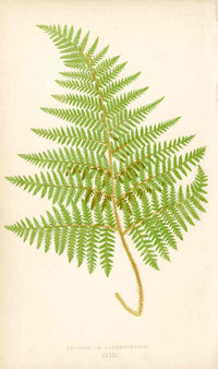 Lowe Antique Colored Fern Print Polypodium lachnopodium - Panteek Antique Prints