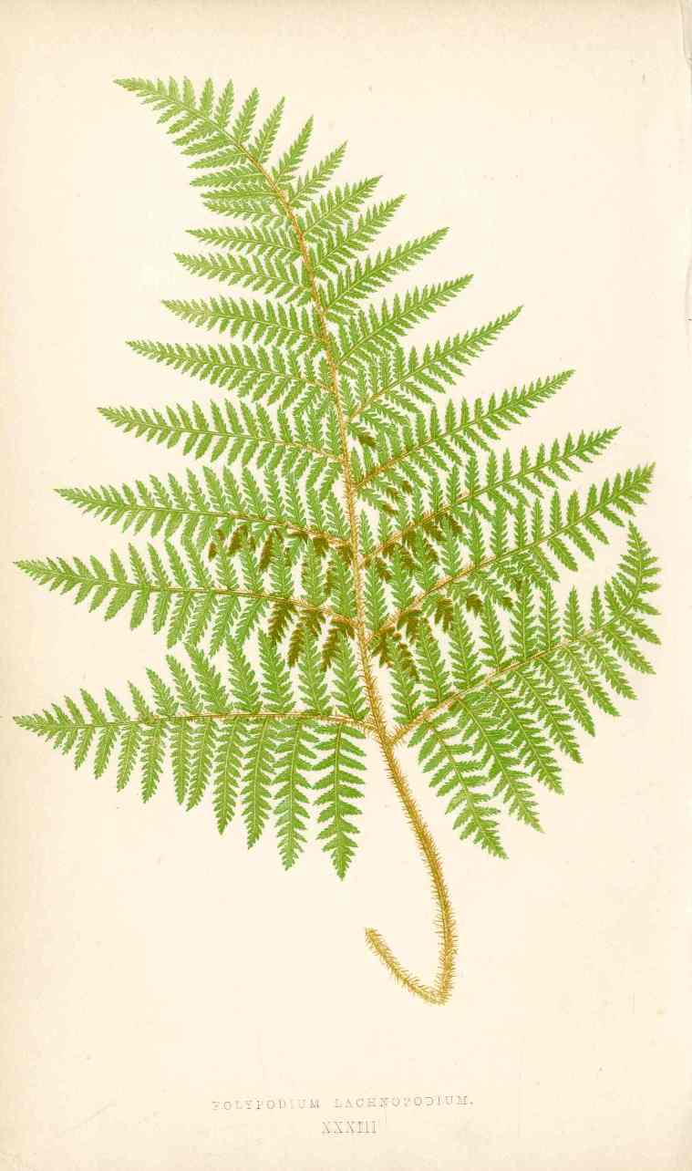 Lowe Antique Colored Fern Print Polypodium lachnopodium