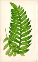Lowe Antique Colored Fern Print Polypodium lon. - Panteek Antique Prints