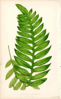 Lowe Antique Colored Fern Print Polypodium lon. - Panteek Antique Prints