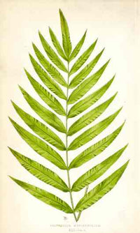Lowe Antique Colored Fern Print Polypodium meniscifolium - Panteek Antique Prints