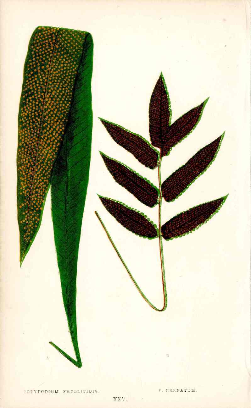 Lowe Antique Colored Fern Print Polypodium phyllitidis