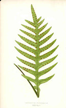 Lowe Antique Colored Fern Print Polypodium pustulatum - Panteek Antique Prints