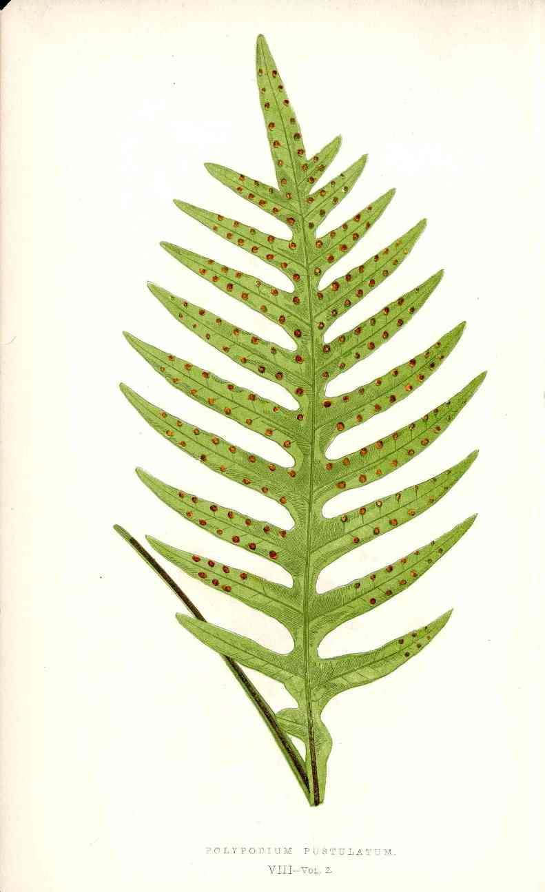 Lowe Antique Colored Fern Print Polypodium pustulatum