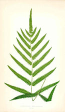 Lowe Antique Colored Fern Print Polypodium tetragonum - Panteek Antique Prints