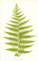 Lowe Antique Colored Fern Print Polypodium trichodes - Panteek Antique Prints