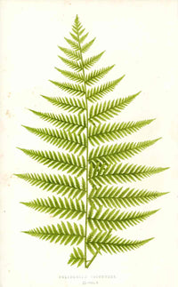Lowe Antique Colored Fern Print Polypodium trichodes - Panteek Antique Prints