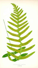 Lowe Antique Colored Fern Print Polypodium vulgare - Panteek Antique Prints