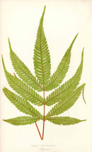 Lowe Antique Colored Fern Print Pteris aspericaulis - Panteek Antique Prints